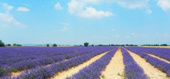 Enjoy the view and the scent of the lavender field in Aix-en-Provence